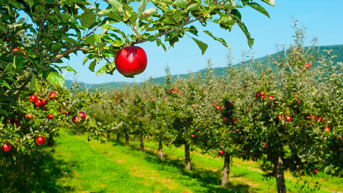 These 10 delicious all-American summertime foods enjoy overseas origins