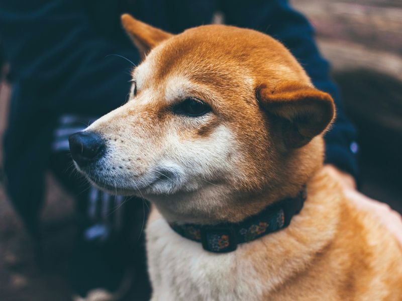 This Bot Could Fuel Buying Pressure on Shiba Inu-themed Floki Meme Coin