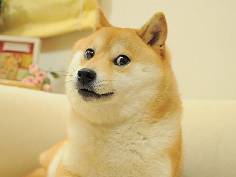 Meme Coin Institutional Holdings Surged Since January, Led by Dogecoin, Shiba Inu, Pepe
