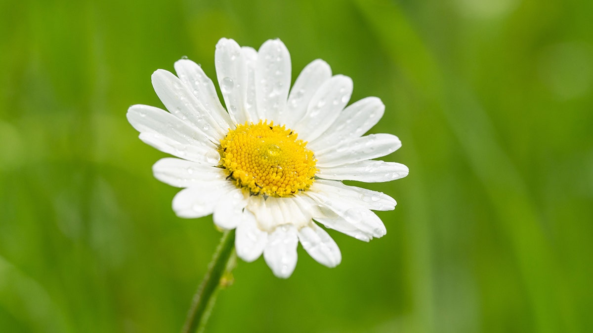 9 popular flowers and the symbolic meanings behind them