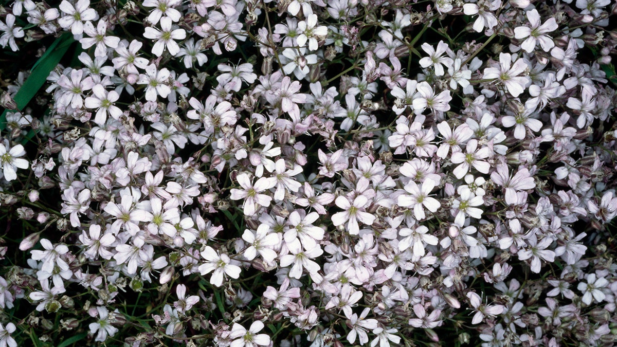 9 popular flowers and the symbolic meanings behind them