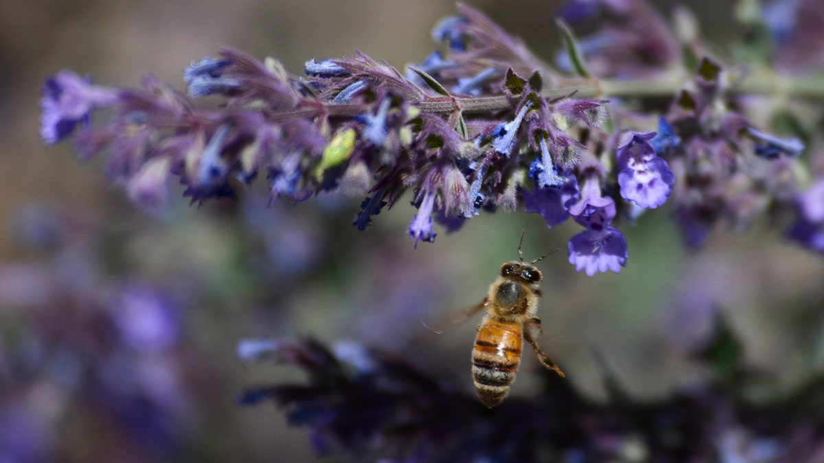Honeybees can detect lung cancer, researchers say