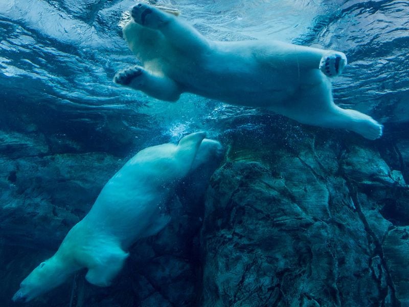 Dogecoin (DOGE), Solana (SOL) Lead Crypto Majors Plunge as Bitcoin (BTC) Prices Fall Under $66K