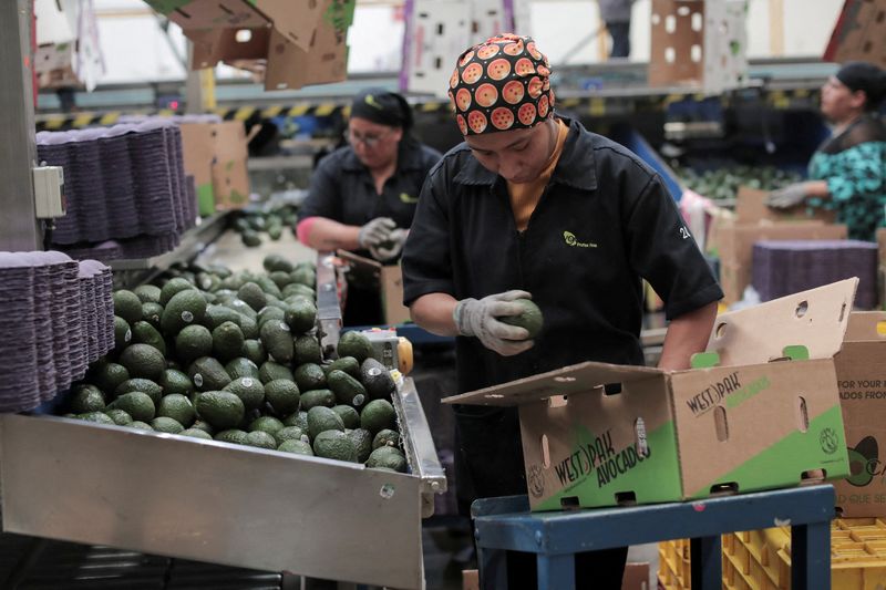 Mexican avocado exports steady ahead of Super Bowl despite US tariff tension