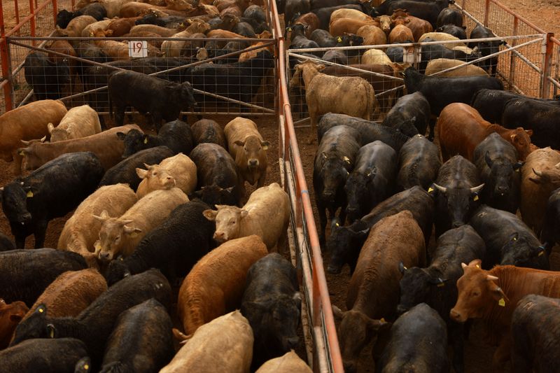 USDA will not ban cattle imports from Mexico over latest screwworm case, agency says